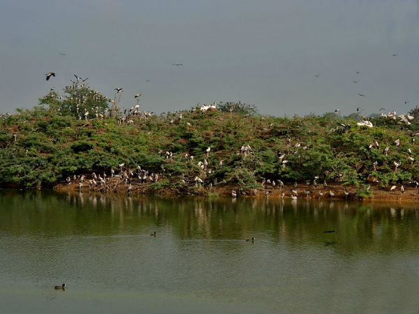 ഉപ്പളപ്പാട് പക്ഷി സങ്കേതത്തിൽ സന്ദർശനത്തിന് ഏറ്റവും അനുയോജ്യമായ സമയം