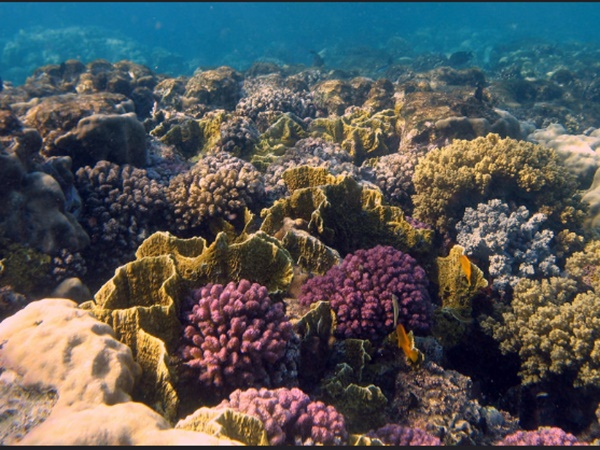 ആവാസവ്യവസ്ഥ