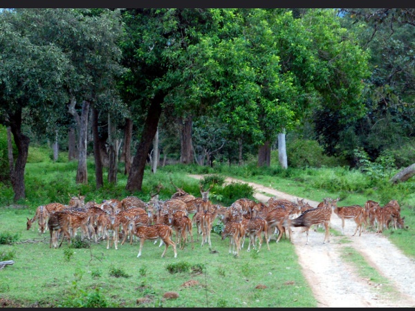 ബന്ദിപ്പൂർ