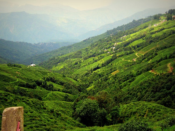 ഡാർജലിങ്- വെസ്റ്റ് ബംഗാൾ