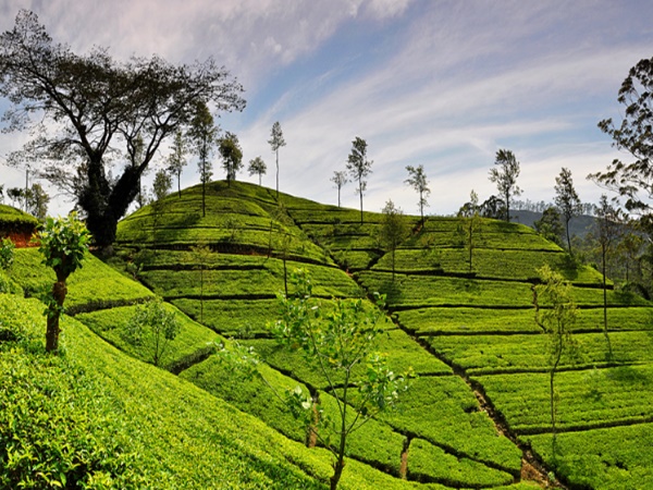 ജോർഹട്ട്, ആസാം