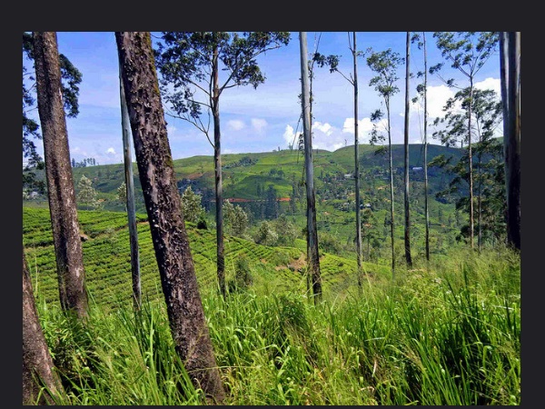 ജോർഹട്ട് ടീ ട്രയൽസ്