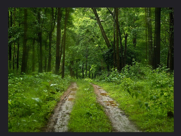 ജംഗിൾ സഫാരി