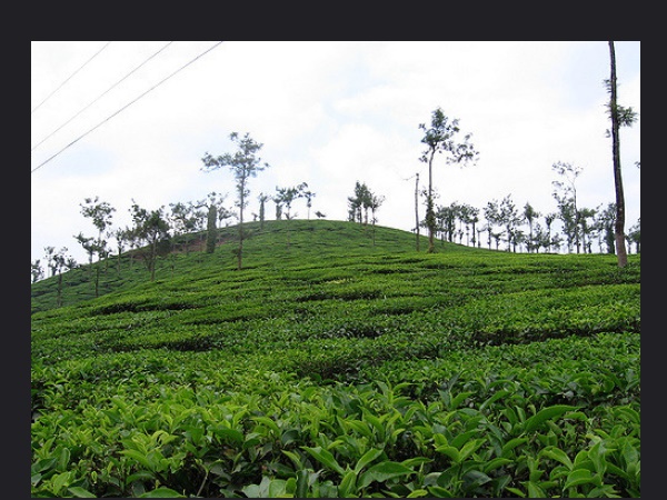 നീലഗിരി, തമിഴ്നാട്