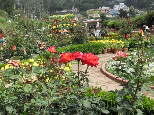 റോസ് ഗാർഡൻ