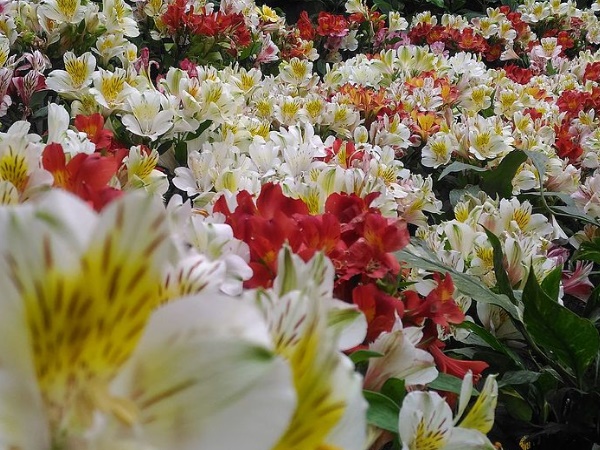 അന്താരാഷ്ട്ര പുഷ്പ മേള