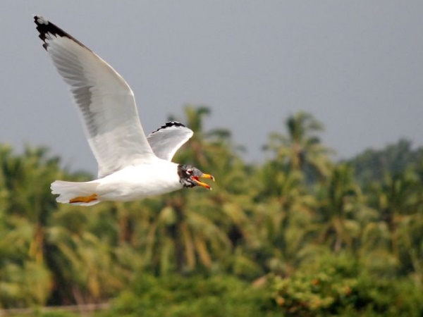 ഡോ. സാലിം അലി പക്ഷിസങ്കേതം, തട്ടേക്കാട്‌