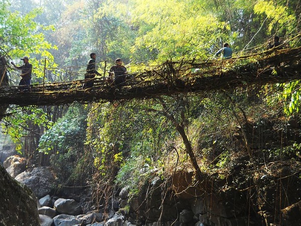 മേഘാലയയിലെ ജീവനുള്ള പാലങ്ങള്‍!!