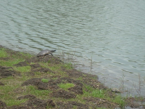 ത്വക്ക് രോഗങ്ങളും മുടികൊഴിച്ചിലും മാറും