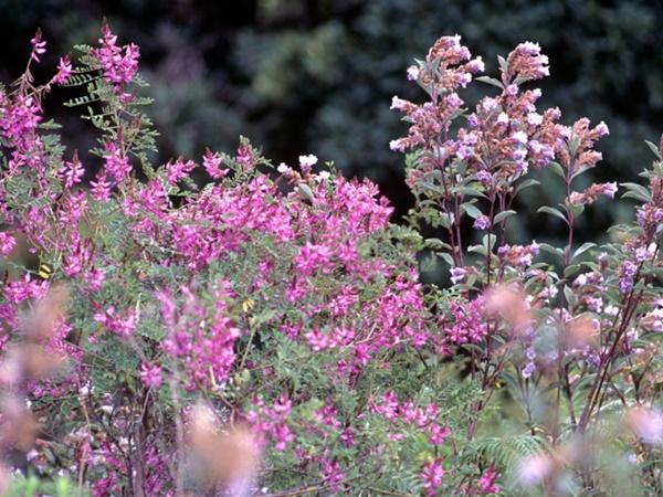 നീലക്കുറിഞ്ഞി കാണമമെങ്കിൽ ടിക്കറ്റ്
