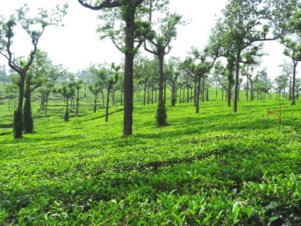 അടിമാലി കഴിഞ്ഞാൽ ഇനി മൂന്നാർ