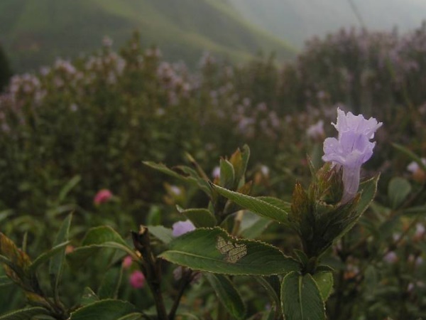 ഇനി എന്നു കാണും? 