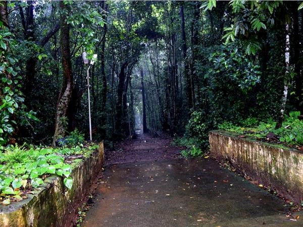 ഇരിങ്ങോൾ കാവ്