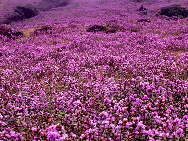 കുറിഞ്ഞിമല സാങ്ച്വറി
