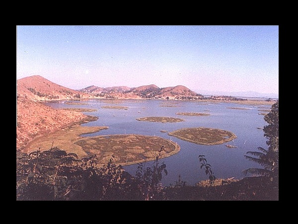 അടിത്തട്ടിലേക്ക് പോവുകയും തിരികെ വരുകയും ചെയ്യുന്ന വേരുകൾ