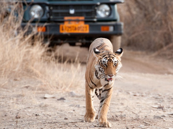 കെനിയയ്ക്ക് പകരം രൺഥംഭോർ