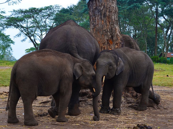 സക്രൈബൈലു എലിഫന്റ് ക്യാംപ്