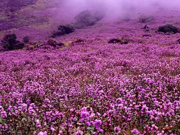 കുറിഞ്ഞി എന്നാൽ