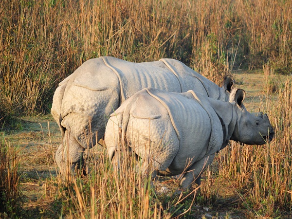  മിനി കാസിരംഗ