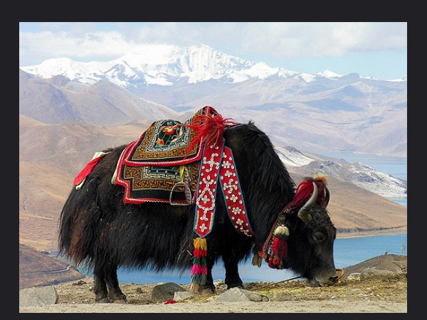 ടിബറ്റൻ സംസ്കാരം