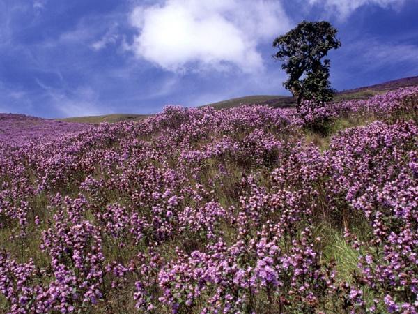 നീലക്കുറിഞ്ഞി പൂക്കുമ്പോൾ 