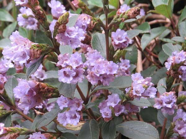 മൂന്നാറിൽ കുറിഞ്ഞി പൂക്കുന്ന ഇടങ്ങൾ