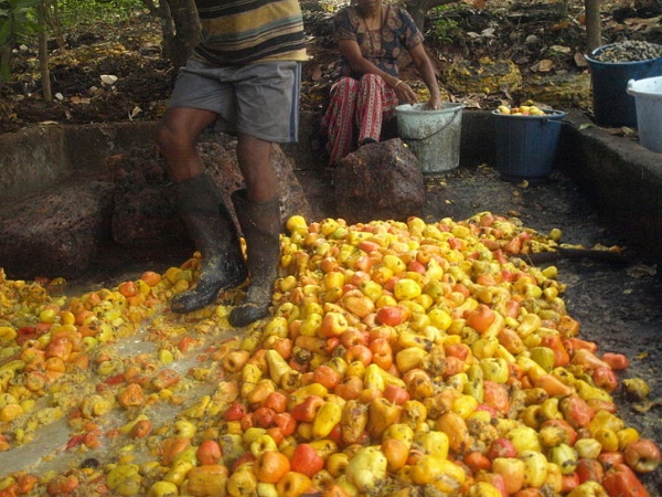 ഗോവയുടെ ലഹരിയായ ഫെനി