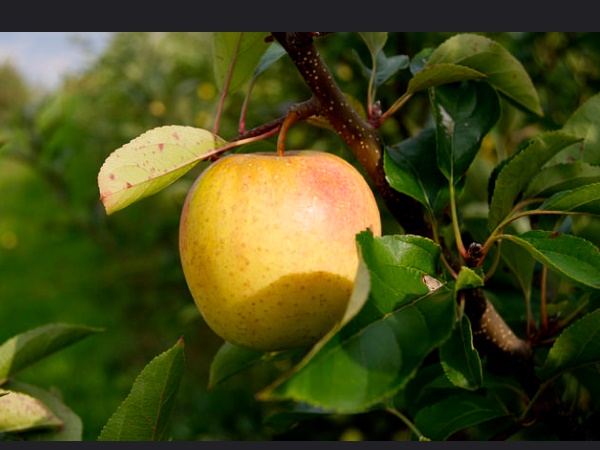 കാന്തല്ലൂർ