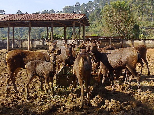 മണിപ്പൂർ സുവോളജിക്കൽ ഗാർഡൻ