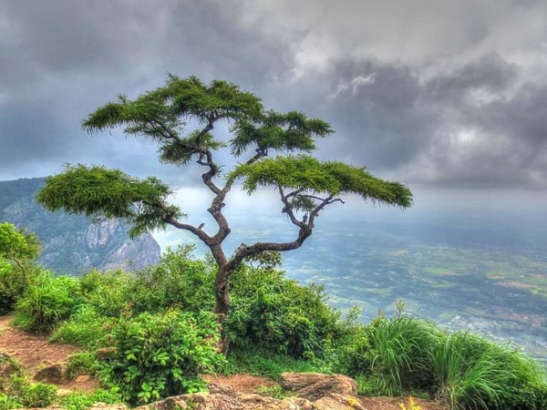 നെല്ലിയാംപതി