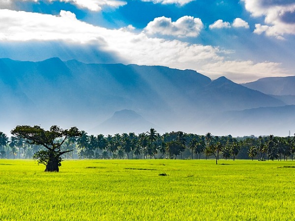 മുന്തിരിപ്പാടം പൂത്തു നിൽക്കണ കമ്പവും തേനിയും