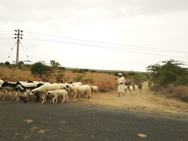 യാത്ര ഇനി രാപ്പാർ -ധോളാവീര റോഡിലൂടെ 