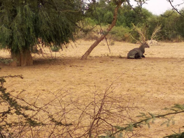 യാത്രയ്ക്കിടയിലെ നീൽഗായി 