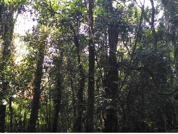 മന്നം‌പുറത്തു കാവ്