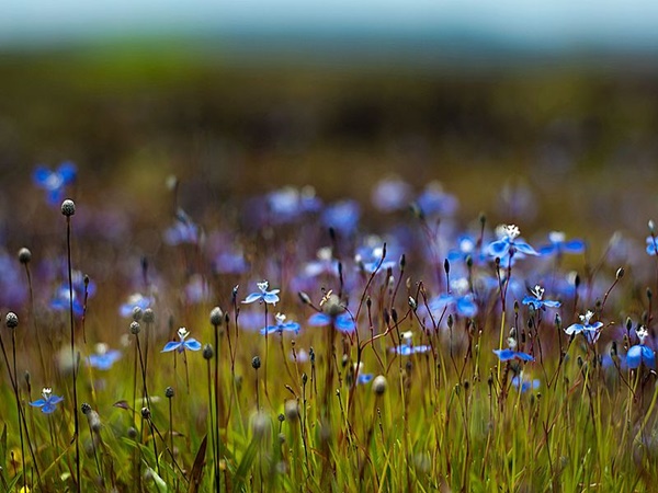  മാടായിപ്പാറ