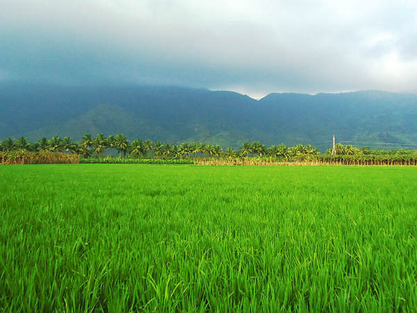 പച്ചപ്പിലൂടെ ഒരു യാത്ര