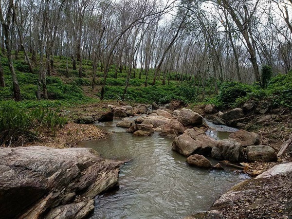 റബർ തോട്ടങ്ങളുടെ നാട്