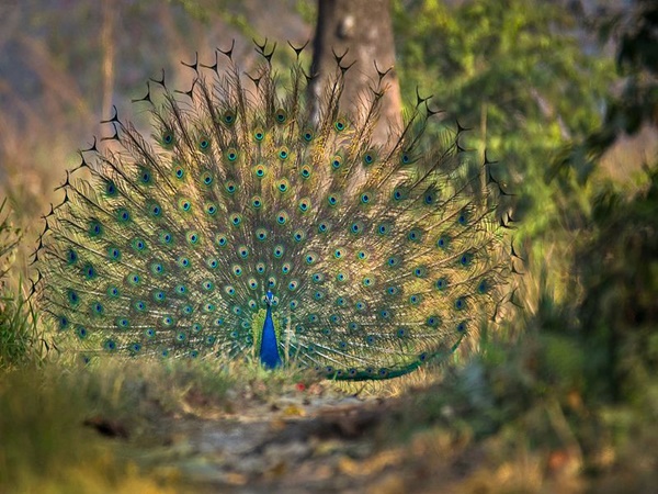മാനസ് ദേശീയോദ്യാനം