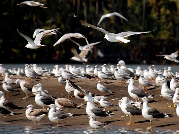  തുരുത്തുകൾക്കിടിലൂടെ ഒരു ബോട്ട് യാത്ര