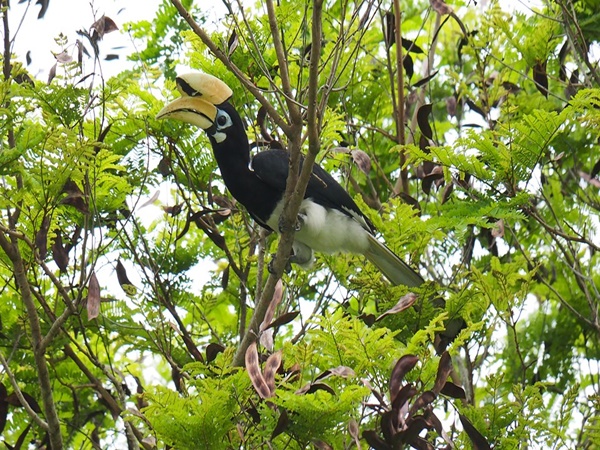 തമെൻഗ്ലോങ്