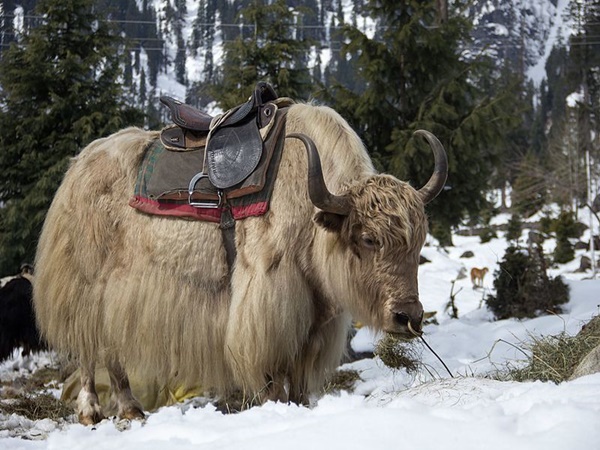 ലഗേജിൽ ഒരു കണ്ണുണ്ടാവുക