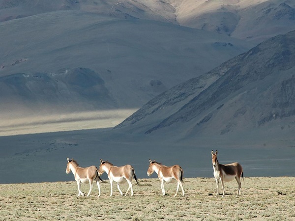 നാടോടികൾ