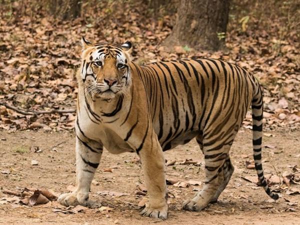 ഇന്ത്യയിലെ കടുവ സംരക്ഷണ കേന്ദ്രങ്ങൾ