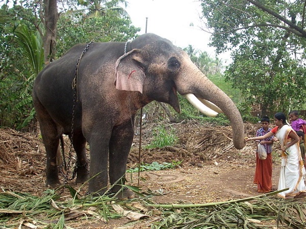 ഇത്തിത്താനം ഗജമേള