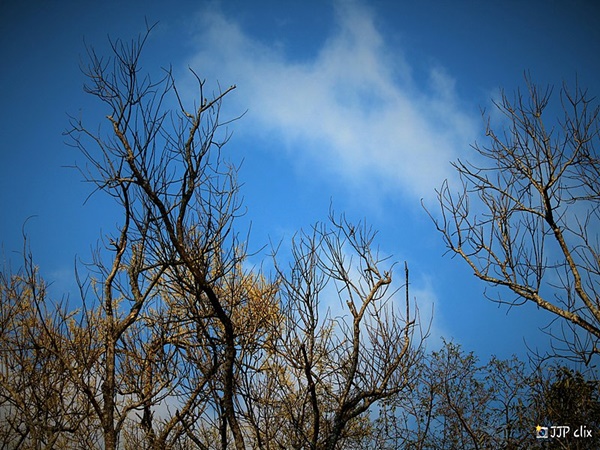 യേർക്കാട്