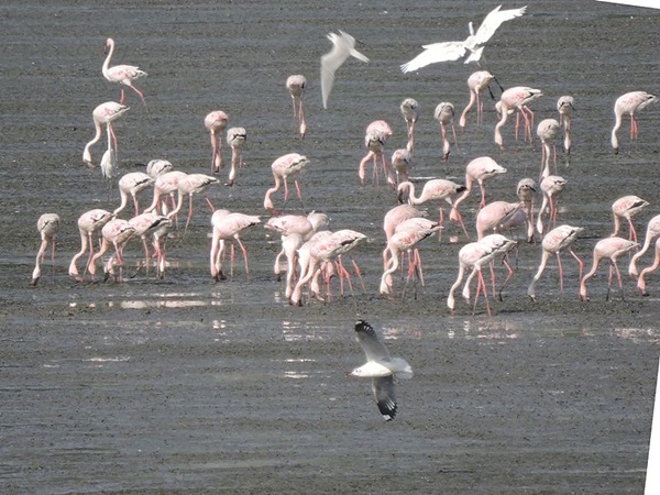 സേവ്രി ഫ്ലെമിംഗോ പോയന്റ്