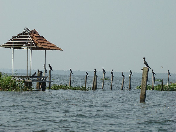 കുമരകം പക്ഷി സങ്കേതത്തിലൊരു ദിനം