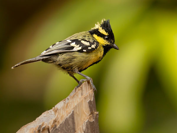 ഡണ്ടേലി 