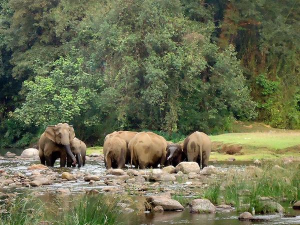 മാങ്കുളം