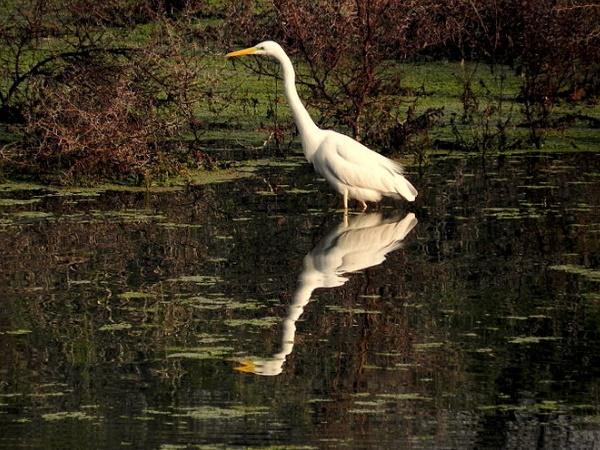 ഒറങ്ങ് ദേശീയോദ്യാനം. 